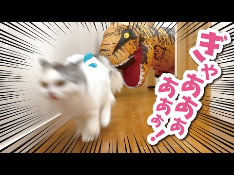 恐怖 突如あらわれた恐竜から全力で逃げる猫 おしゃべりする猫 まとめちゅーぶ