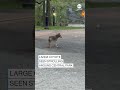 Large coyote seen strolling in Central Park  - 00:28 min - News - Video