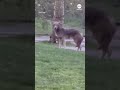 Large coyote seen strolling in Central Park