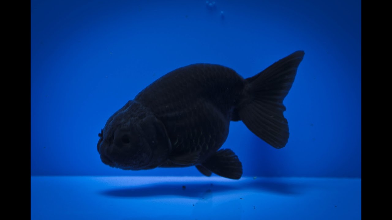 solid black fish | The Planted Tank Forum