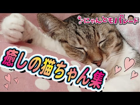 今日の癒しの猫ちゃん動画集 No 50 にゃんともパレード まとめちゅーぶ