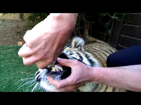 Jak usunąć bolący ząb tygrysowi?
