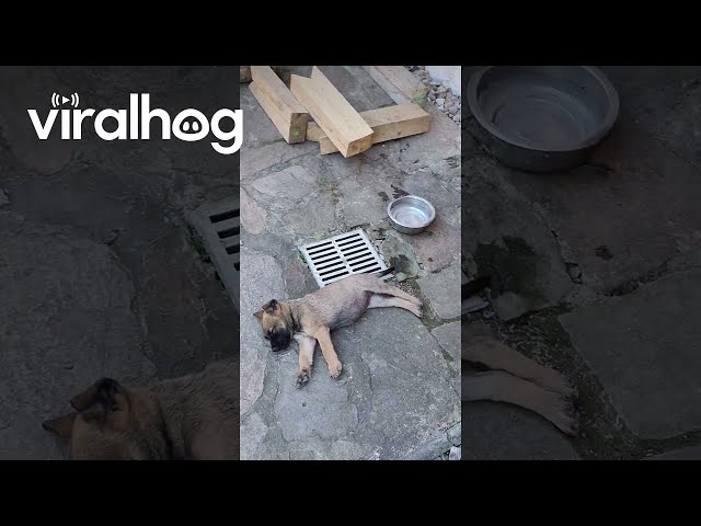 Puppy Litter Has Family Nap Time || ViralHog