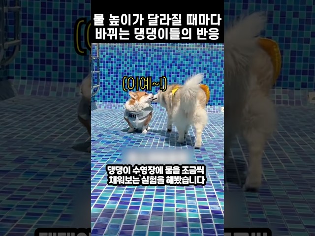 물 높이가 달라질 때마다 바뀌는 댕댕이들의 반응