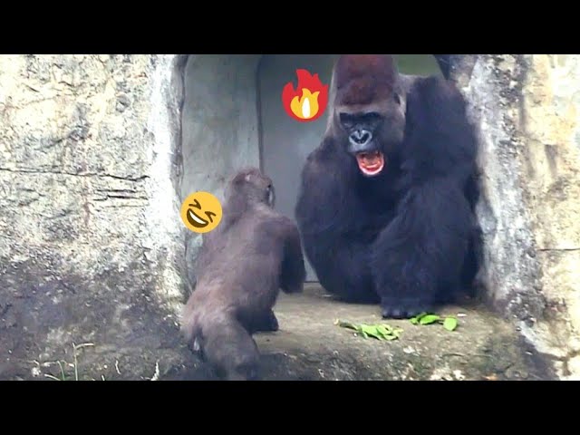 D'jeeco said to Jabali, "You're so annoying😅😆迪亞哥對呷百二說：「很煩耶！」