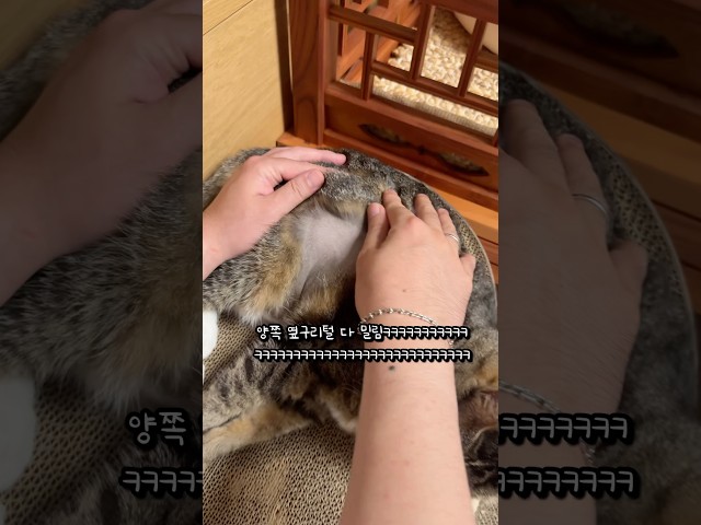 투블럭 스타일 한 고양이