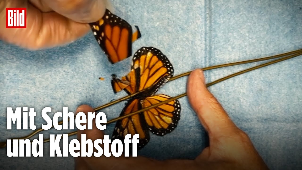 Verletzter Schmetterling bekommt neuen Flügel
