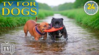 LIVE Dog TV: Calm Dogs Home Alone All Day with Anti-Anxiety Music for Dogs & Fun Videos for Dogs