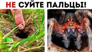 Чем опасен яд желтосумного паука?