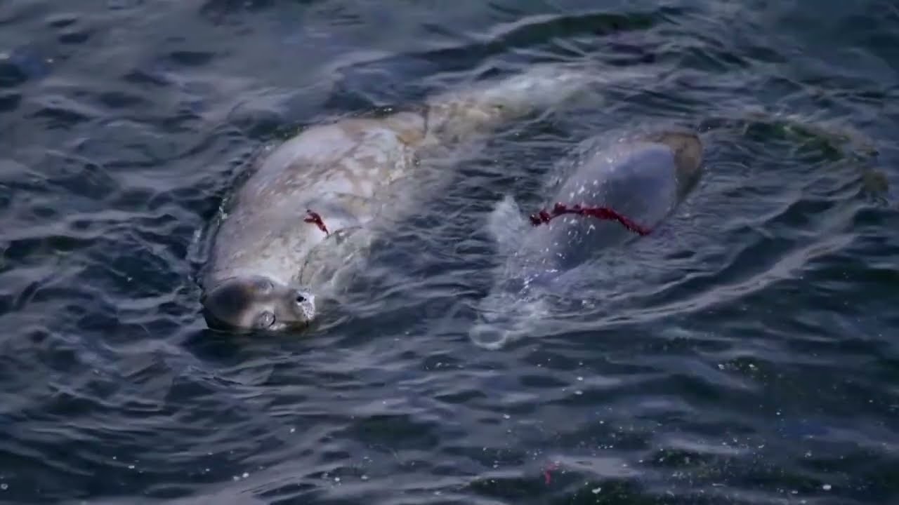 How AI Is unlocking secrets of Antarctica’s deep-sea creatures | REUTERS