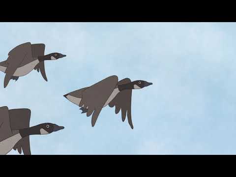 Hudson Geese'