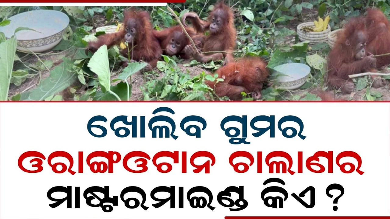 Baleswar Orangutan Rescue: Crime Branch STF Probe In West Bengal | Argus News