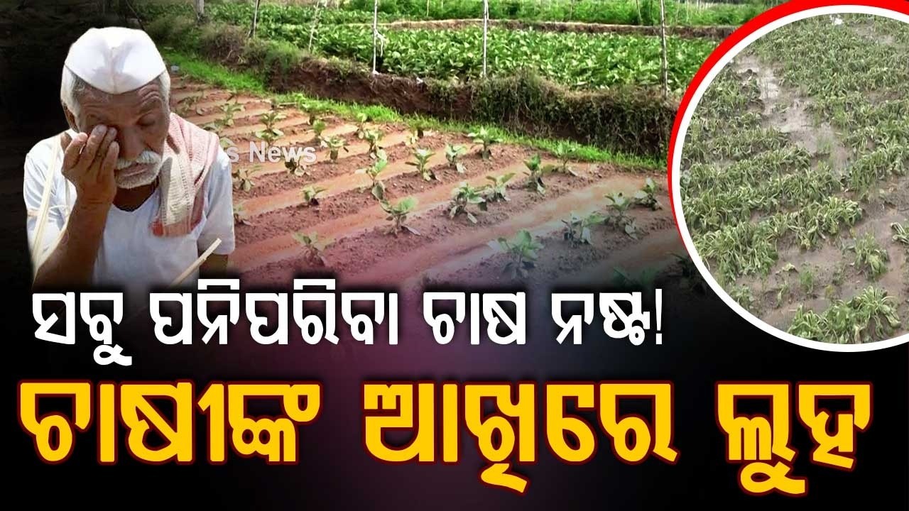 Heavy Rain Recedes But Vegetable Crops Destroyed In Subarnapur; Farmers Demand Relief | Argus News