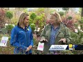 How to plant and take care of azaleas  - 02:40 min - News - Video