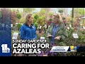 How to plant and take care of azaleas
