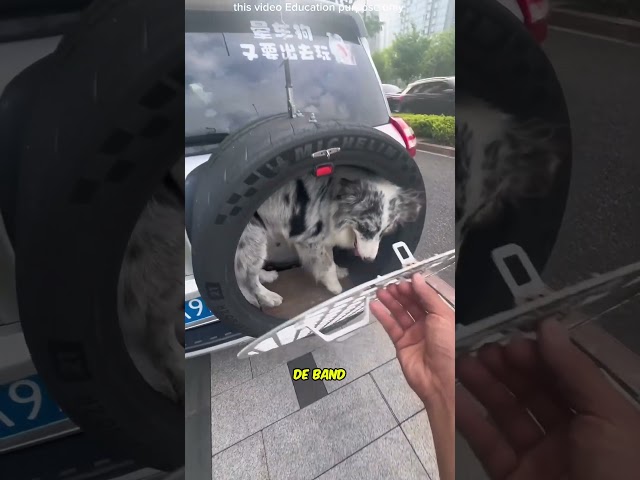 Hond krijgt zijn droomrit 🐶