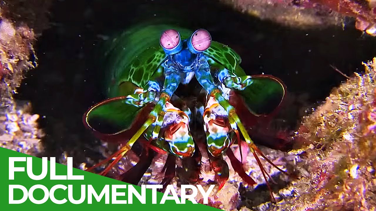 World of the Wild | Episode 3: The Great Barrier Reef | Free Documentary Nature