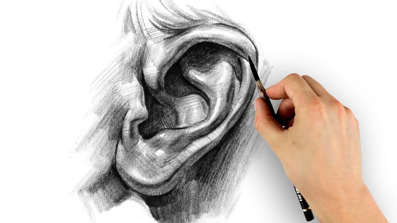 How to Draw Ears Step by Step YouTube