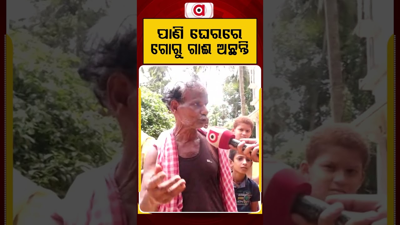 ପାଣି ଘେରରେ ଗୋରୁ ଗାଇ ଅଛନ୍ତି | Argus Reels | Flood | Animal Rescue | FloodAlert | ArgusNews