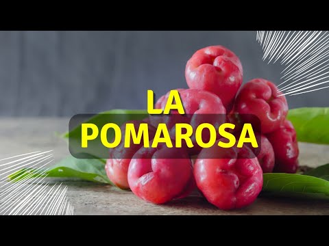 La Pomarrosa