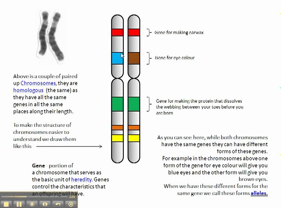 chromosomes-genes-and-alleles-youtube