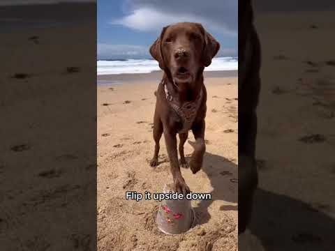 Two dogs make sand castle on beach, don't miss the end