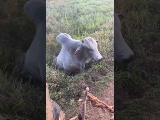 Marruco Nelore se meteu em encrenca, caiu no buraco! #gado #pecuarista #fazenda #mercadoagricola