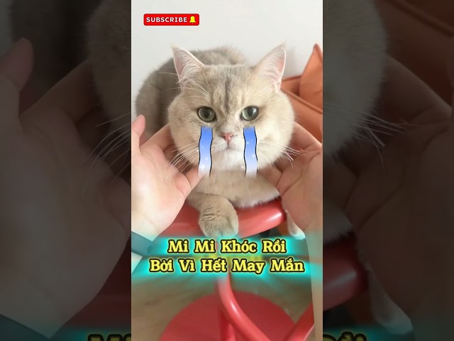 Mi Mi Gặp Vận Xui Và Mọi Người Xa Lánh 😢 #thúcưng #vậtnuôi #chómèohàihước #funny #pets #cat #cute