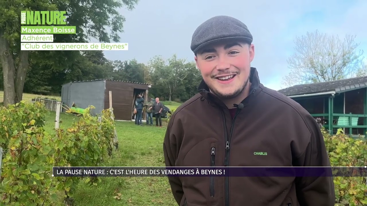 Pause Nature : c’est l’heure des vendanges à Beynes !