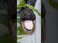 Alligator Jawlene gets new home in Florida shelter