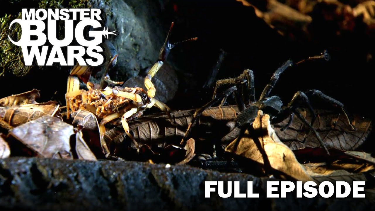 Stealth Showdown: Who Will Win? | S2E3 | Monster Bug Wars