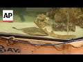 Stingray with no mate is pregnant at North Carolina aquarium