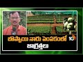 బొప్పాయి నారు పెంపకంలో జాగ్రత్తలు | How to Grow Papaya from Seed | Matti Manishi | 10TV