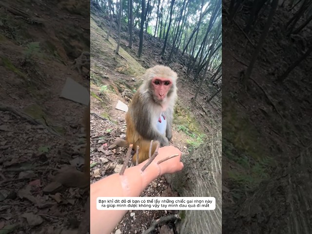 Good-natured ferocious monkey helps humans #shorts