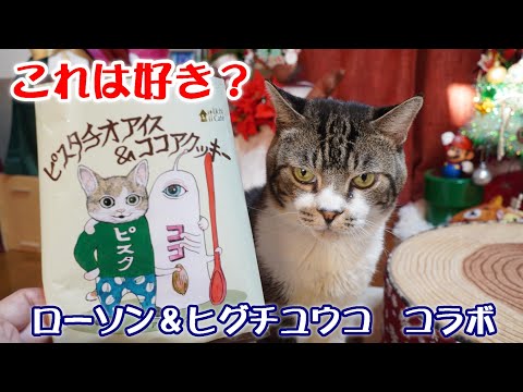 興味のあるなしで対応が天と地の差くらい違う分かりやすい猫リキちゃん ローソン ヒグチユウココラボアイスが激かわ カリカリを食べる猫 リキちゃんねる 猫動画 キジトラ猫のいる暮らし まとめちゅーぶ