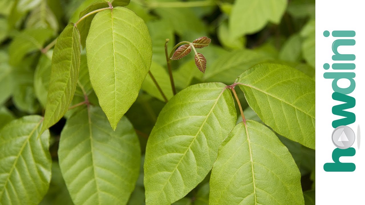 How To Treat Poison Ivy - Cures For Poison Ivy - YouTube