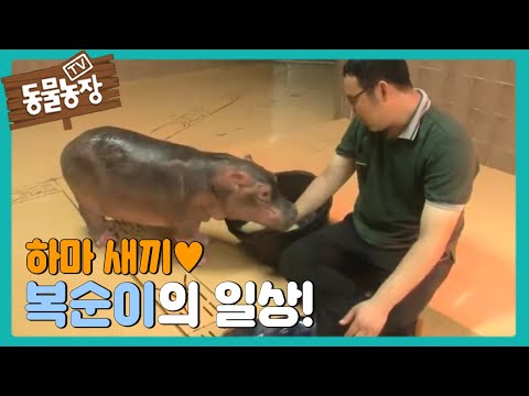 하마 새끼 복순이 @TV동물농장 130728