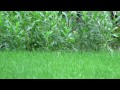 Canon Legria HF R27 video Test 1080p Garden grass