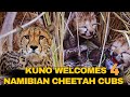 Wildlife Marvel: Namibian Cheetah Welcomes Four Cubs at Kuno National Park, Madhya Pradesh | News9