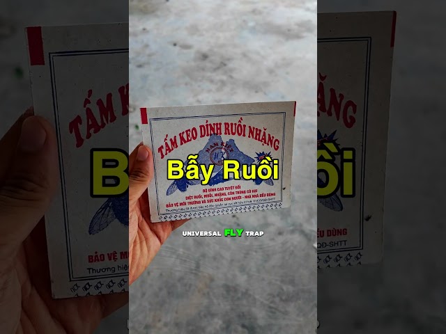 Bẫy Ruồi solo Bẫy Mật Ong