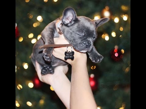 Christmas Surprise of a Puppy AND a Proposal (this is amazing!!)