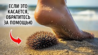 Неизвестные морские создания, о которых вы даже не догадывались