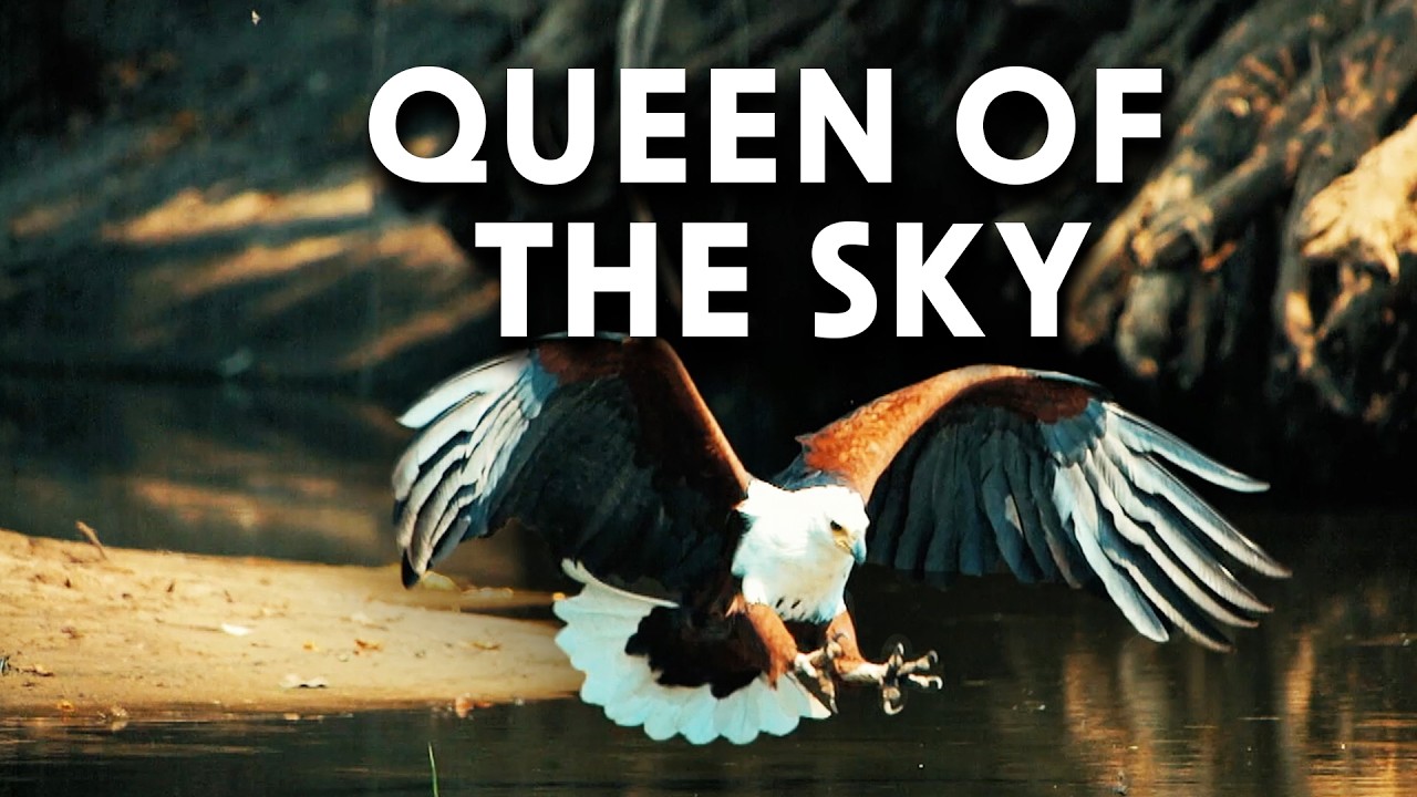 Eagle Predators from Above | Queen of the Sky | Documentary