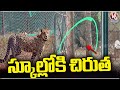 Leopard Entering Into School In Chittoor District | V6 News