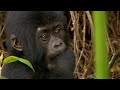 Gorillas | Weird Animal Searches | BBC Studios