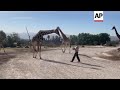 La jirafa Benito en su nuevo hogar en Puebla, México  - 01:03 min - News - Video