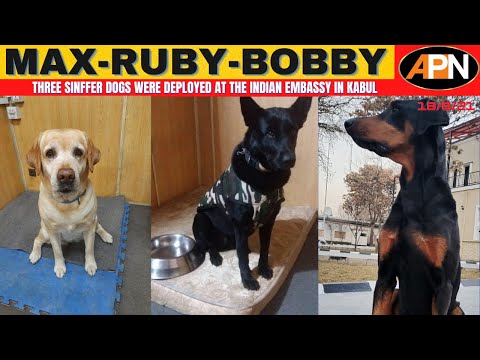 Afghan crisis: Dogs have been called back from Afghanistan Afghan crisis: Dogs have been called back from Afghanistan