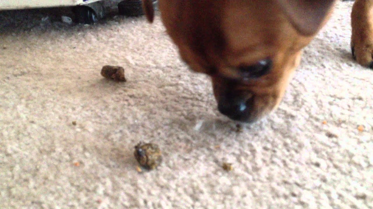 sausage-the-dog-eats-cat-poop-ddd-youtube