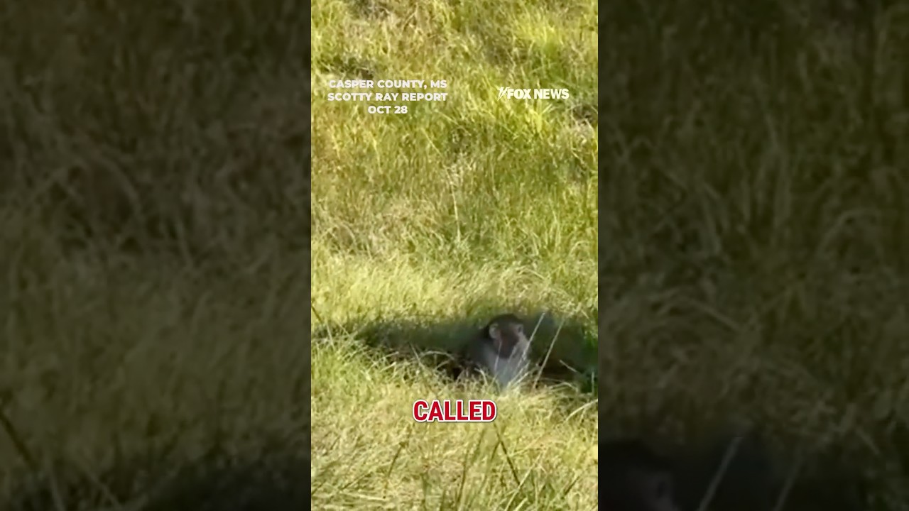 WATCH: Escaped research monkey finds new home at animal refuge #foxnews #news #shorts