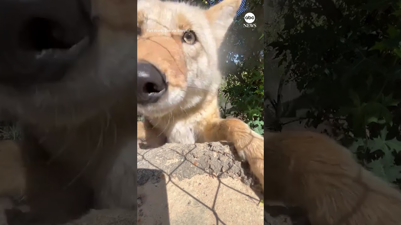 Cheeky coyote knocks camera